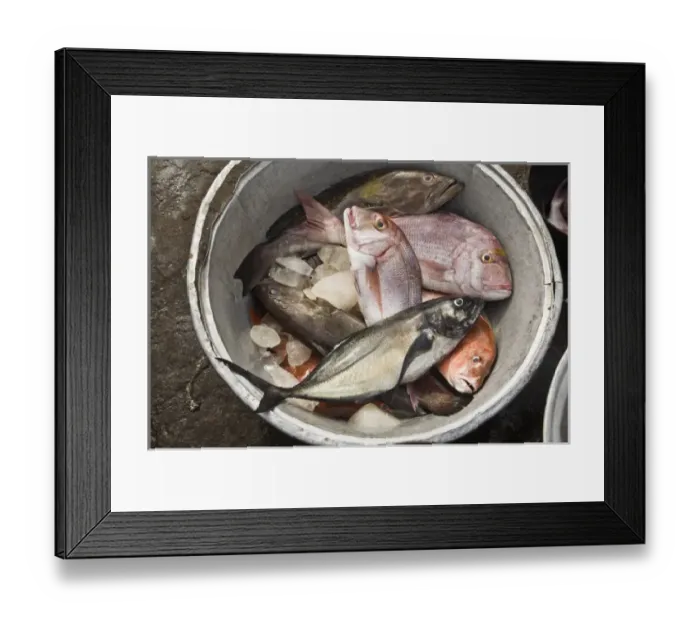 Framed Print : Africa, West Africa, Ghana, Elmina. Close-up shot of fish for sale at Elmina fish market Framed Print : Africa, West Africa, Ghana, Elmina. Close-up shot of fish for sale at Elmina fish market