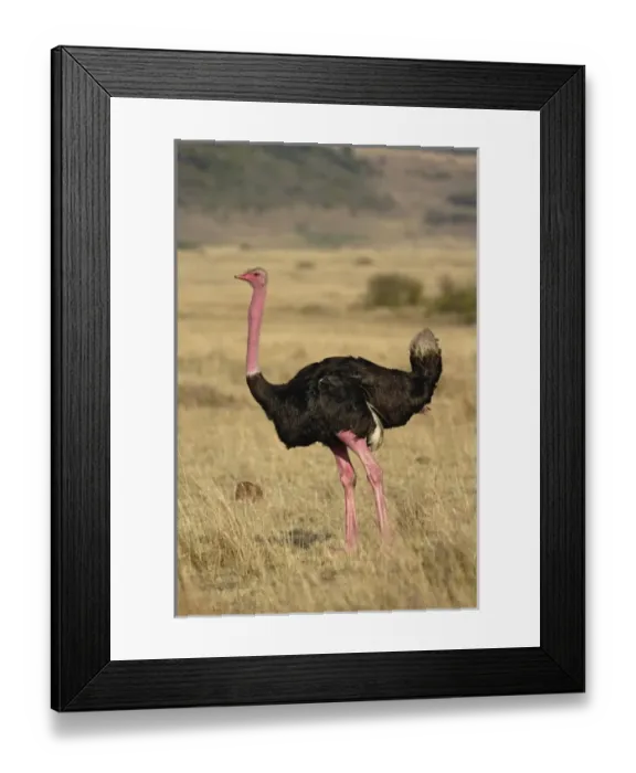 Framed Print : Africa, Kenya Framed Print : Africa, Kenya