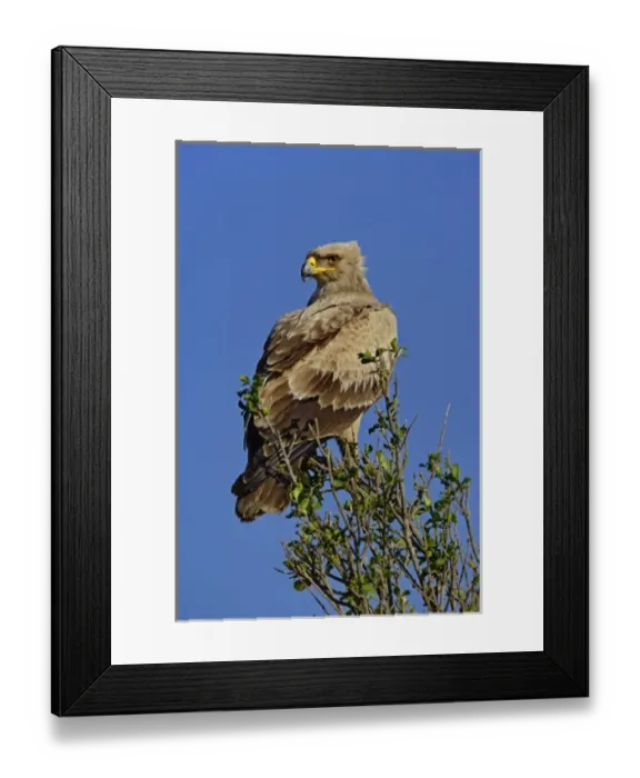 Framed Print : Tawny Eagle, Aquila rapax, Masai Mara Game Reserve, Kenya Framed Print : Tawny Eagle, Aquila rapax, Masai Mara Game Reserve, Kenya