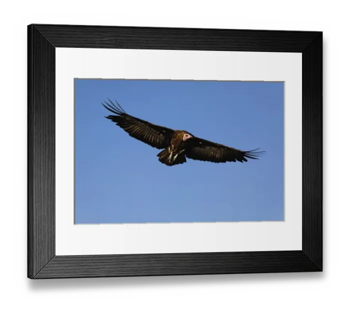 Framed Print : Nubian Vulture in flight, Torgos tracheliotus, Masai Mara Game Reserve, Kenya, Africa Framed Print : Nubian Vulture in flight, Torgos tracheliotus, Masai Mara Game Reserve, Kenya, Africa