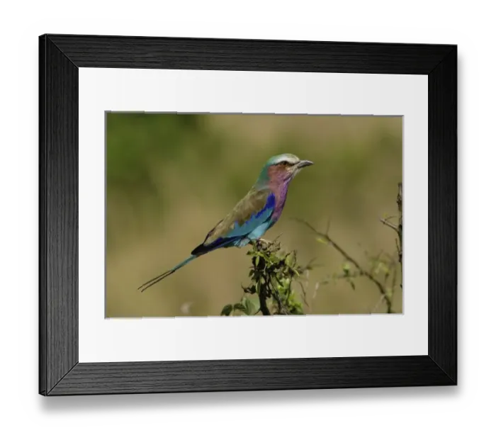 Framed Print : Africa, Kenya Framed Print : Africa, Kenya