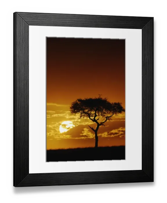 Framed Print : Umbrella Thorn Acacia, Acacia tortilis, silhouetted at sunrise, Masai Mara Game Reserve Framed Print : Umbrella Thorn Acacia, Acacia tortilis, silhouetted at sunrise, Masai Mara Game Reserve
