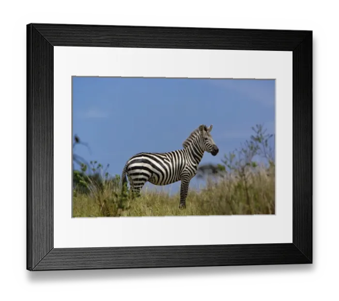 Framed Print : Burchells Zebra, Equus burchellii, Masai Mara Game Reserve, Kenya Framed Print : Burchells Zebra, Equus burchellii, Masai Mara Game Reserve, Kenya