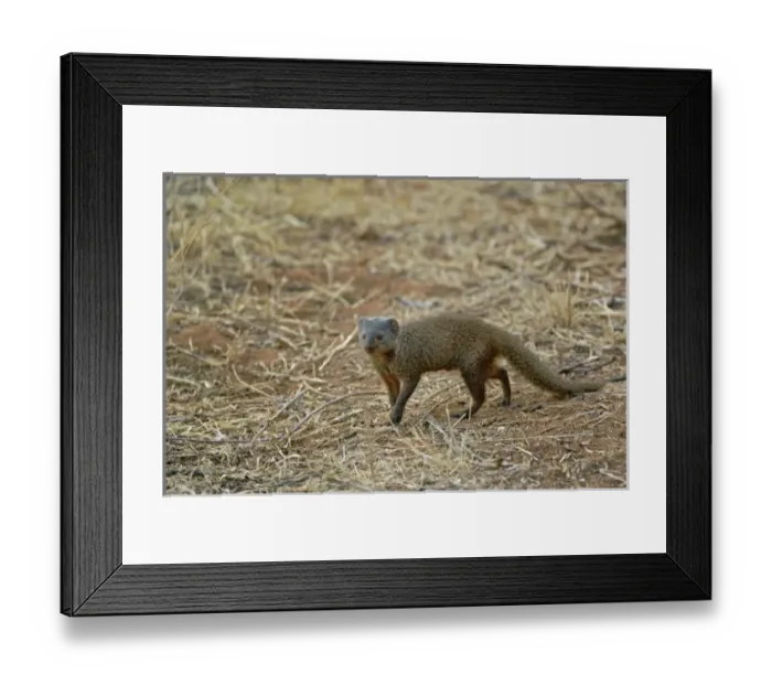 Framed Print : Africa, Kenya Framed Print : Africa, Kenya