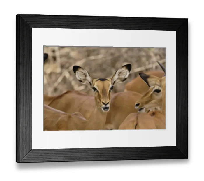 Framed Print : Female Impala, Aepyceros melampus, Samburu Game Reserve, Kenya Framed Print : Female Impala, Aepyceros melampus, Samburu Game Reserve, Kenya