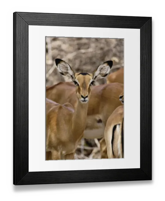 Framed Print : Female Impala, Aepyceros melampus, Samburu Game Reserve, Kenya Framed Print : Female Impala, Aepyceros melampus, Samburu Game Reserve, Kenya