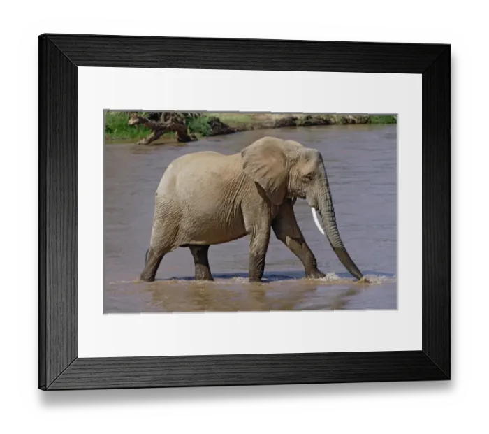 Framed Print : African Elephant crossing river, Loxodonta africana, Samburu Game Reserve, Kenya Framed Print : African Elephant crossing river, Loxodonta africana, Samburu Game Reserve, Kenya