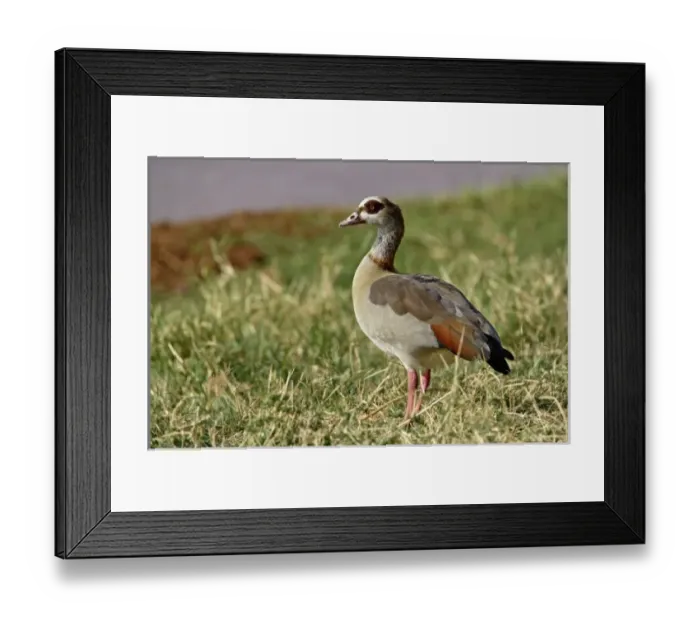 Framed Print : Africa, Kenya