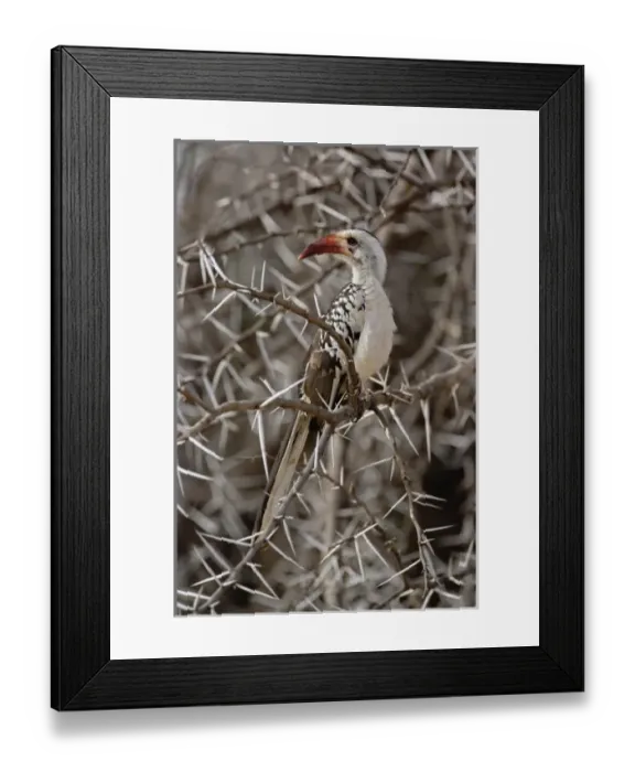 Framed Print : Red-billed Hornbill, Tockus erythrochynchus, Samburu Game Reserve, Kenya Framed Print : Red-billed Hornbill, Tockus erythrochynchus, Samburu Game Reserve, Kenya