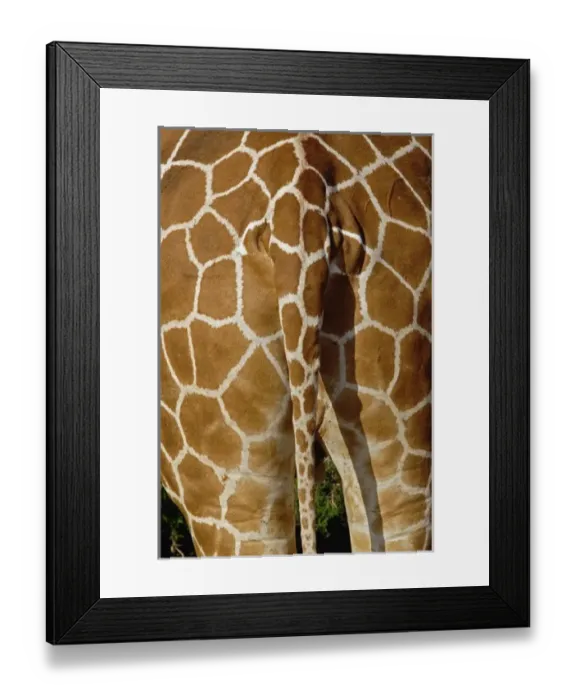 Framed Print : Reticulated Giraffe skin pattern on rear end, Giraffe camelopardalis reticulata Framed Print : Reticulated Giraffe skin pattern on rear end, Giraffe camelopardalis reticulata