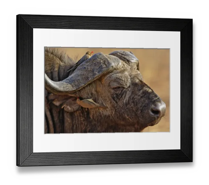 Framed Print : Africa, Kenya Framed Print : Africa, Kenya