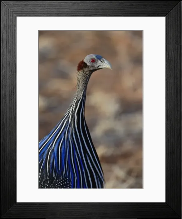 Framed Print : Vulturine Guinea fowl, Acryllium vulturinum, Samburu Game Reserve, Kenya Framed Print : Vulturine Guinea fowl, Acryllium vulturinum, Samburu Game Reserve, Kenya