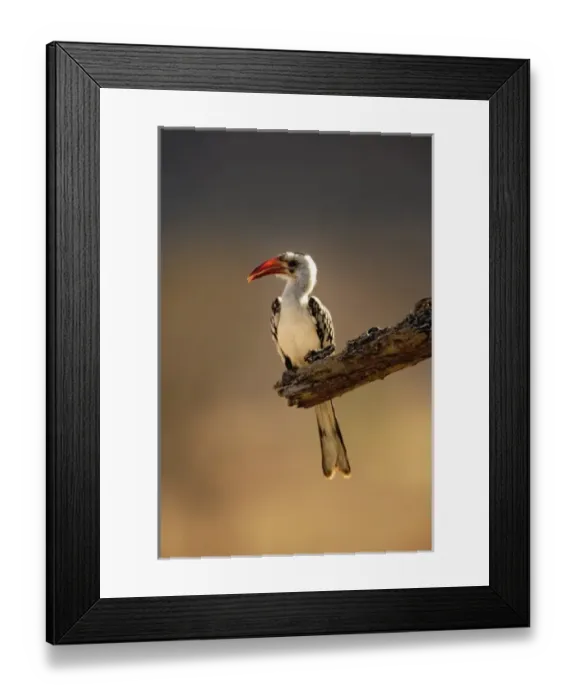 Framed Print : Africa, Kenya Framed Print : Africa, Kenya