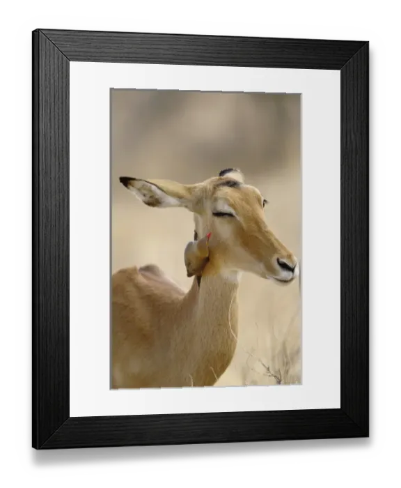 Framed Print : Africa, Kenya Framed Print : Africa, Kenya