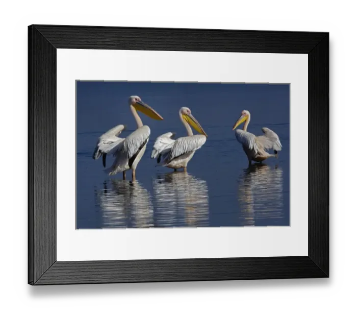 Framed Print : White Pelican, Pelecanus onocrotalus, Lake Nakuru National Park, Kenya Framed Print : White Pelican, Pelecanus onocrotalus, Lake Nakuru National Park, Kenya