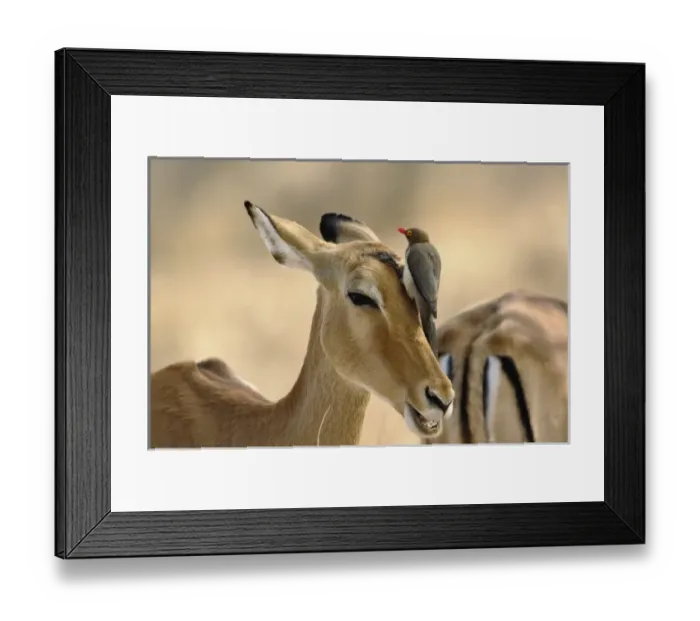 Framed Print : Africa, Kenya Framed Print : Africa, Kenya