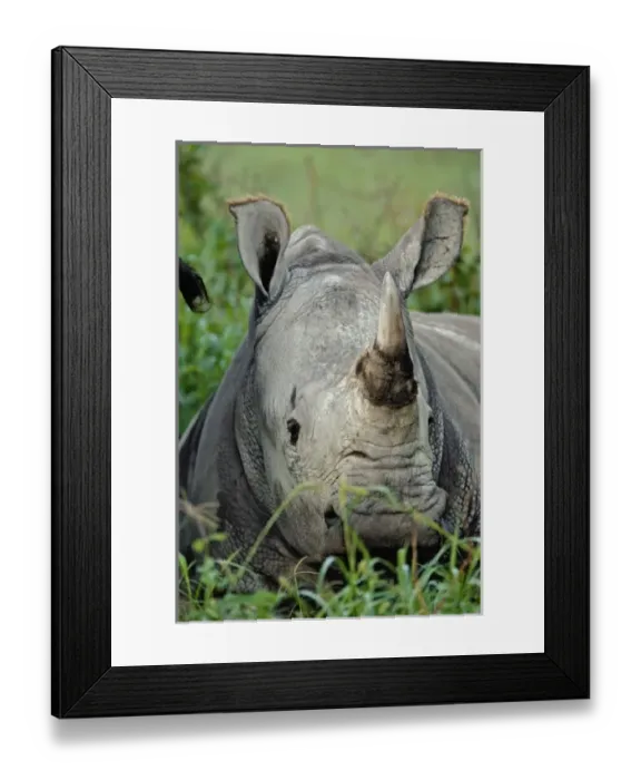 Framed Print : Africa, Kenya Framed Print : Africa, Kenya