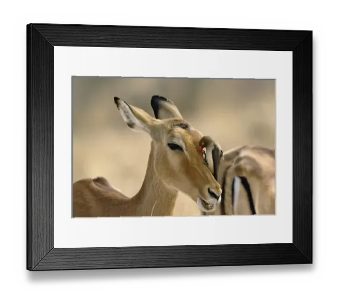 Framed Print : Africa, Kenya