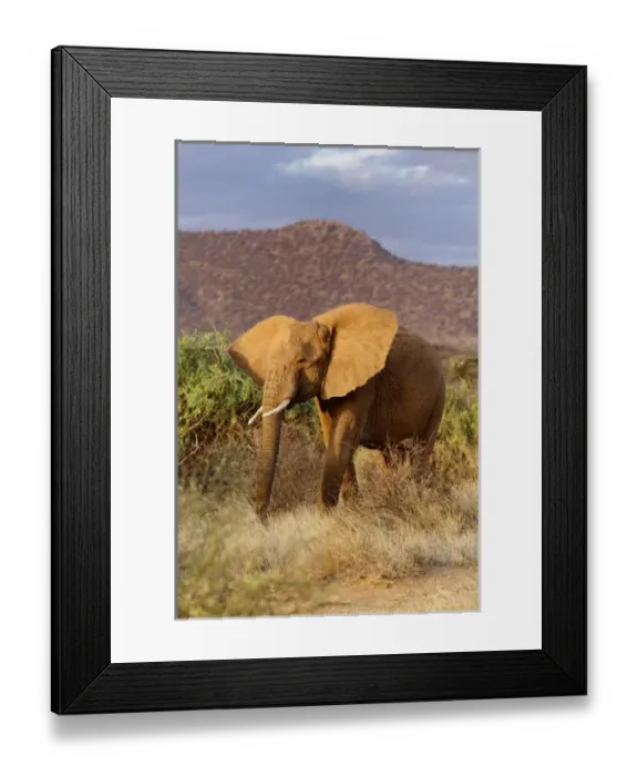 Framed Print : Africa, Kenya Framed Print : Africa, Kenya