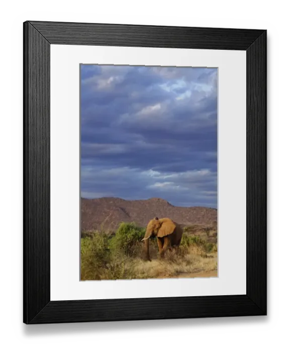 Framed Print : African Elephant, Loxodonta africana, Samburu Game Reserve, Kenya Framed Print : African Elephant, Loxodonta africana, Samburu Game Reserve, Kenya