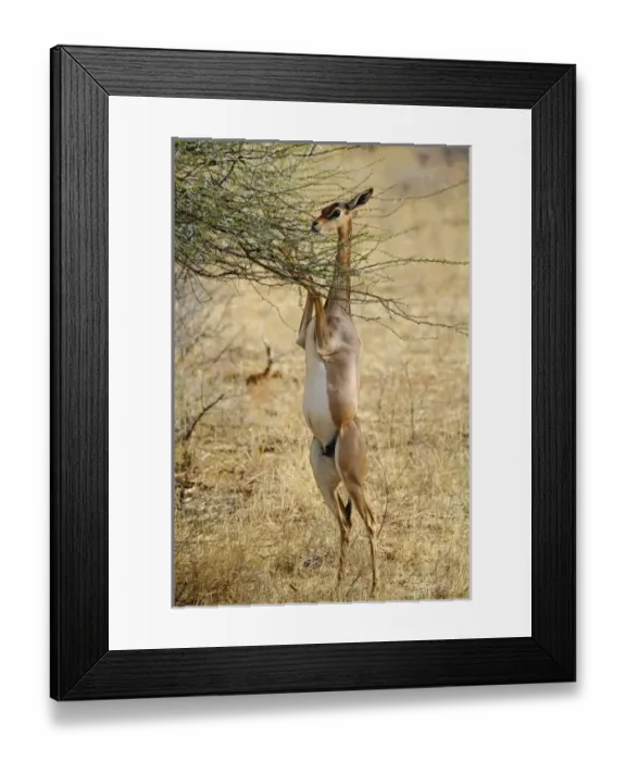 Framed Print : Africa, Kenya