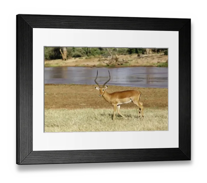 Framed Print : Unknown. Male Impala, Aepyceros melampus, Samburu Game Reserve, Kenya, Africa Framed Print : Unknown. Male Impala, Aepyceros melampus, Samburu Game Reserve, Kenya, Africa