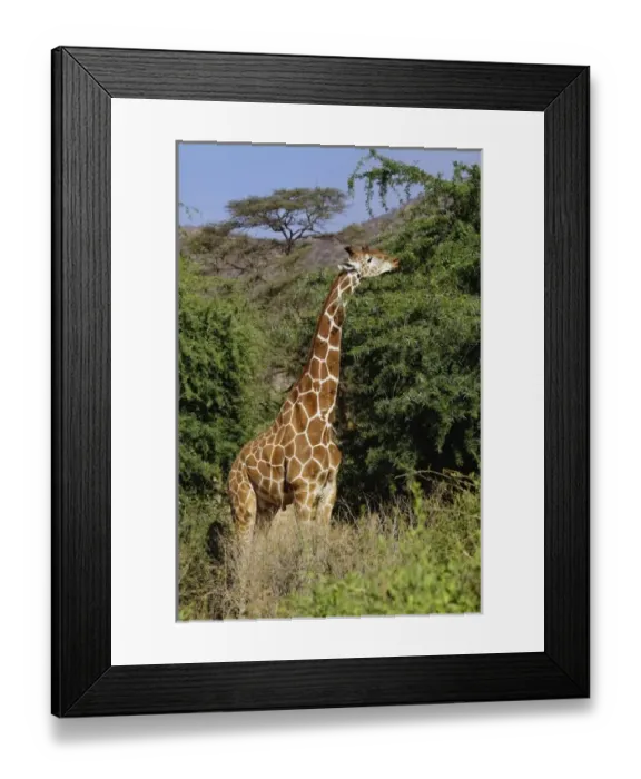 Framed Print : Africa, Kenya