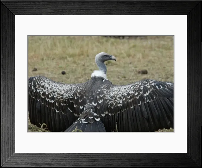 Framed Print : Africa, Kenya Framed Print : Africa, Kenya