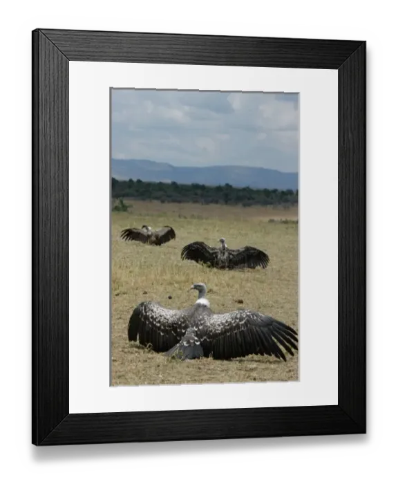 Framed Print : Africa, Kenya Framed Print : Africa, Kenya