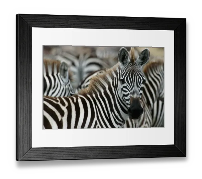 Framed Print : Africa, Kenya Framed Print : Africa, Kenya