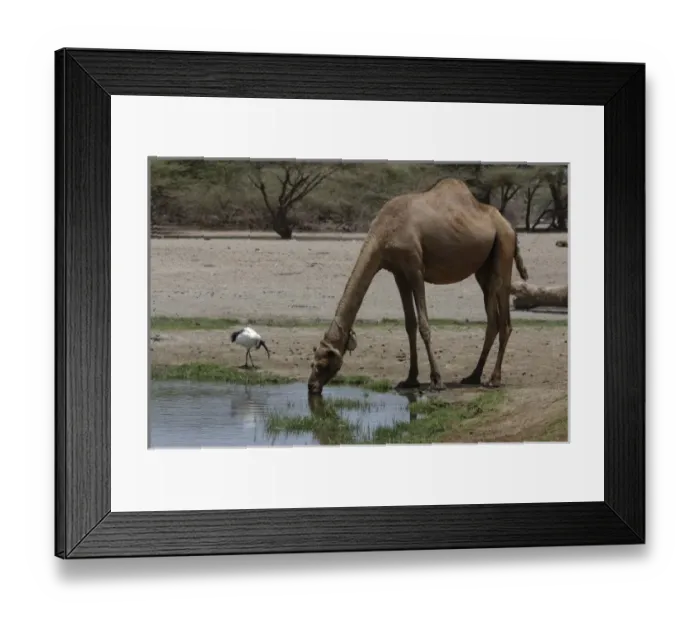 Framed Print : Africa, Kenya Framed Print : Africa, Kenya