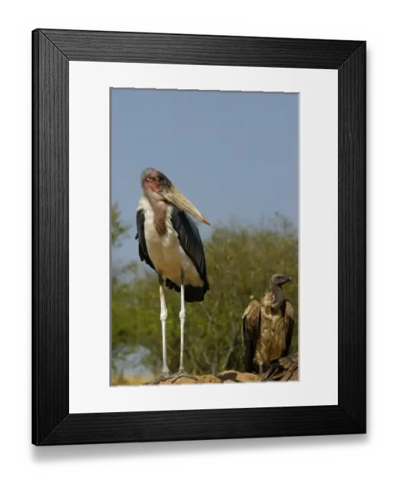 Framed Print : Kenya: Masai Mara Game Reserve (AKA Msai Mara Game Reserve), Mara Conservancy, Marabou stork Framed Print : Kenya: Masai Mara Game Reserve (AKA Msai Mara Game Reserve), Mara Conservancy, Marabou stork