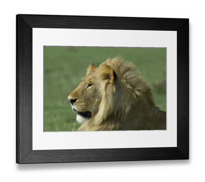 Framed Print : Kenya: Masai Mara Game Reserve (also known as Msai Mara Game Reserve), Mara Conservancy Framed Print : Kenya: Masai Mara Game Reserve (also known as Msai Mara Game Reserve), Mara Conservancy