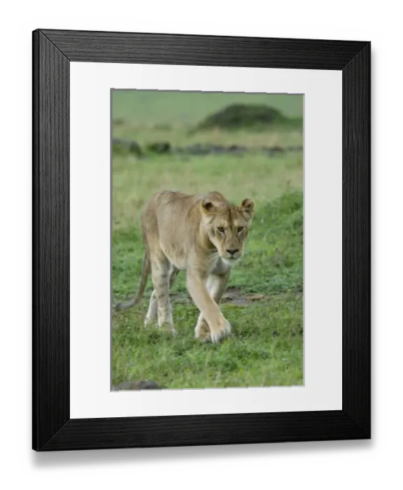 Framed Print : Africa, Kenya