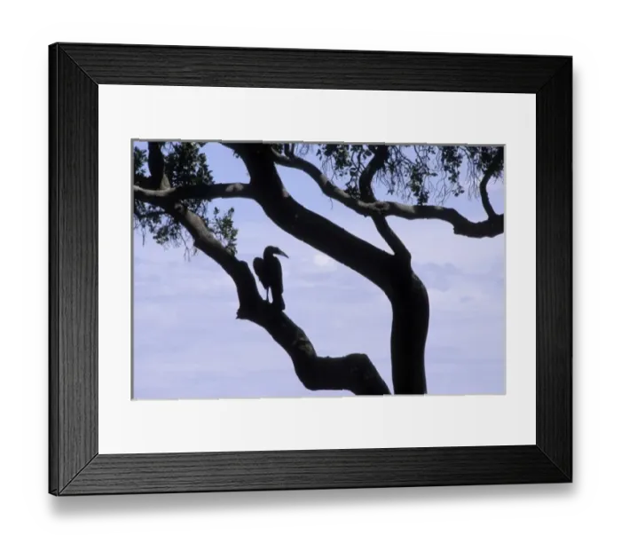 Framed Print : Kenya: Masai Mara National Reserve, Ground hornbill (Bocorvus leadbeaten) silhouetted