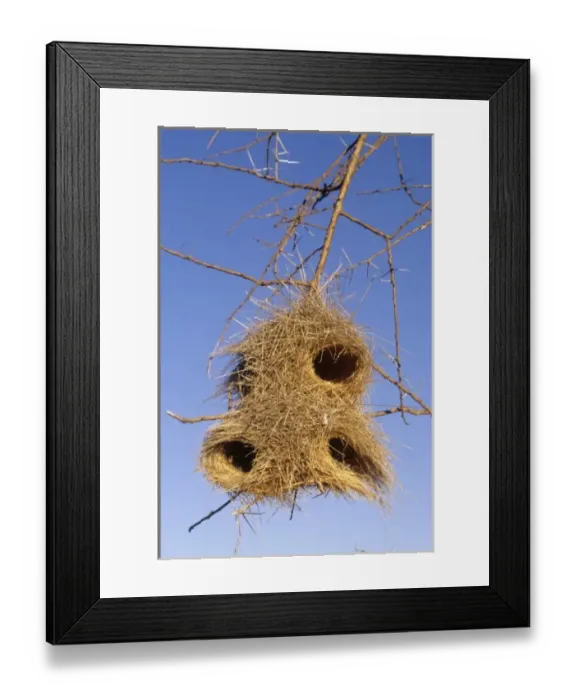 Framed Print : Kenya: Laikipia Plateau, Loisaba Wilderness (formerly Colcheccio Ranch), Acacia mellifera Framed Print : Kenya: Laikipia Plateau, Loisaba Wilderness (formerly Colcheccio Ranch), Acacia mellifera