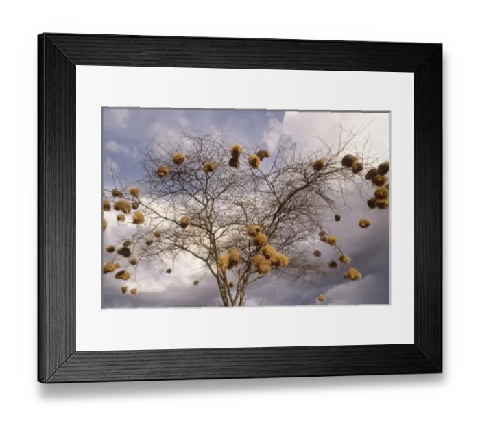Framed Print : Kenya: Laikipia Plateau, Loisaba Wilderness (formerly Colcheccio Ranch), Acacia mellifera Framed Print : Kenya: Laikipia Plateau, Loisaba Wilderness (formerly Colcheccio Ranch), Acacia mellifera