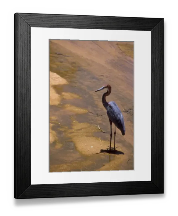 Framed Print : Kenya: Buffalo Springs National Reserve, Goliath Heron (Ardea goliath) Framed Print : Kenya: Buffalo Springs National Reserve, Goliath Heron (Ardea goliath)
