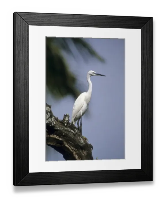 Framed Print : Kenya: Victoria, Rusinga Island, Little egrets on branch (Egretta garzetta) Framed Print : Kenya: Victoria, Rusinga Island, Little egrets on branch (Egretta garzetta)