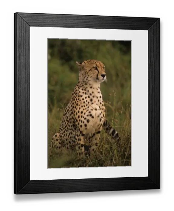 Framed Print : Kenya: Masai Mara, head of mating cheetah ( Acinonyx jubatus ) staring Framed Print : Kenya: Masai Mara, head of mating cheetah ( Acinonyx jubatus ) staring