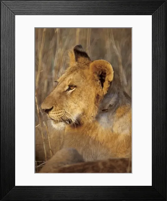 Framed Print : Kenya: Masai Mara Game Reserve, head of female lion lying in grasses, September Framed Print : Kenya: Masai Mara Game Reserve, head of female lion lying in grasses, September