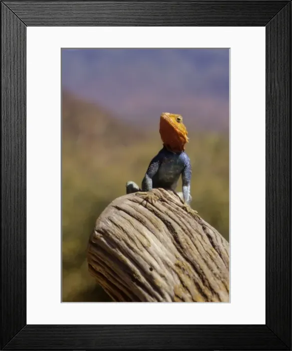Framed Print : Kenya: Namunyak Conservation Area, Agama Lizard (Agama agama) on rock Framed Print : Kenya: Namunyak Conservation Area, Agama Lizard (Agama agama) on rock