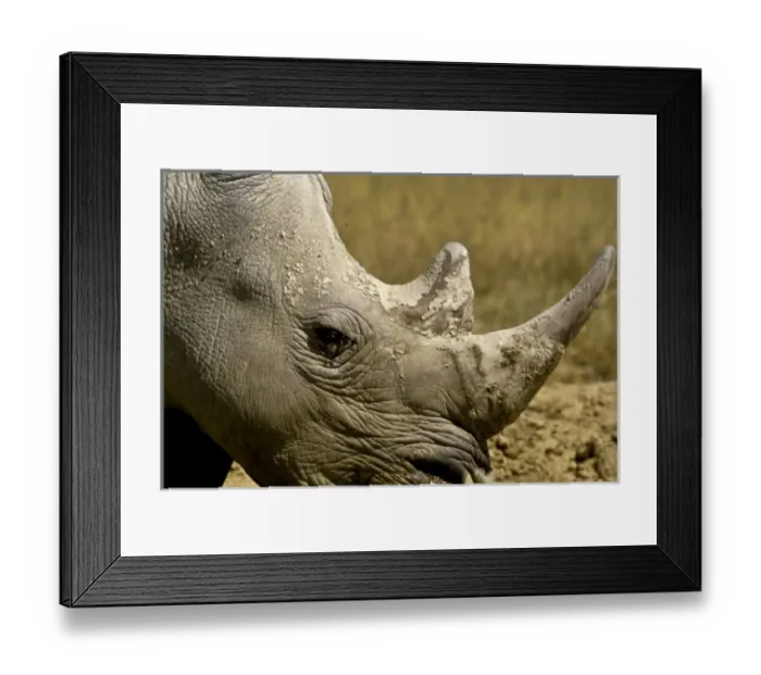 Framed Print : Kenya: Lake Nakuru, head of white rhinoceros ( Ceratotherium simum ) Framed Print : Kenya: Lake Nakuru, head of white rhinoceros ( Ceratotherium simum )