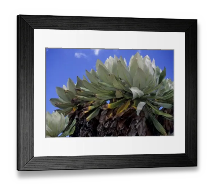Framed Print : Kenya: Mt Kenya, Timau Track, Dendro senecio Framed Print : Kenya: Mt Kenya, Timau Track, Dendro senecio