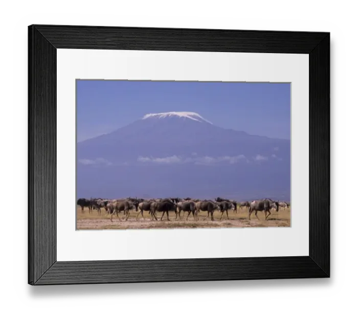 Framed Print : Kenya: Amboseli National Park, herd of wildebeests (Connochaestes taurinus) with Framed Print : Kenya: Amboseli National Park, herd of wildebeests (Connochaestes taurinus) with