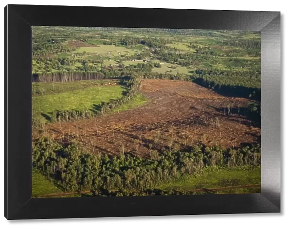 Kenya, Mau Forest, aerial view of deforestation during No Water No Life Mara River