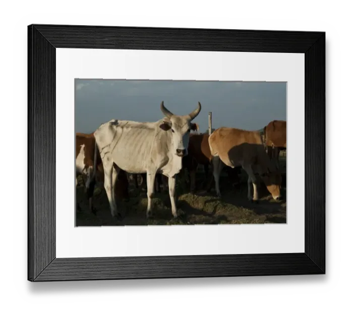Framed Print : Kenya, No Water No Life Mara River Expedition, Emarti, Msai cows