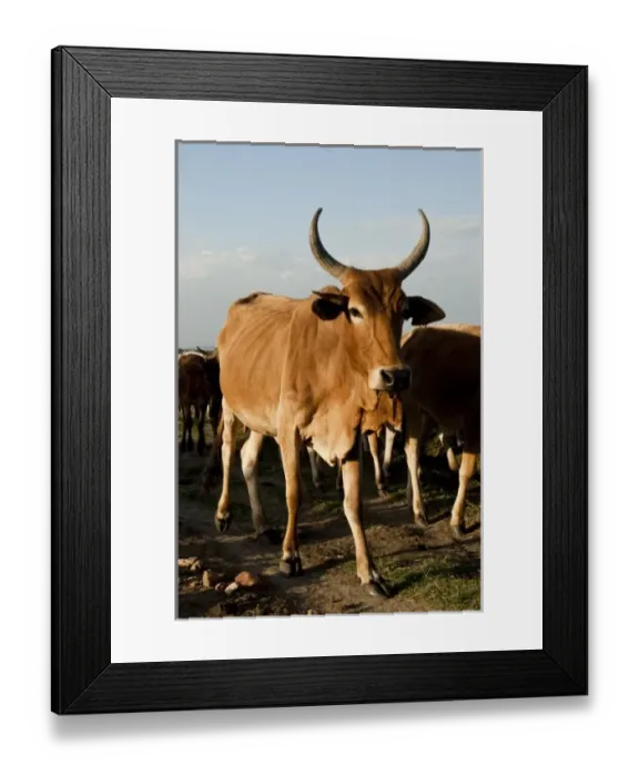 Framed Print : Kenya, No Water No Life Mara River Expedition, Emarti, Msai cows Framed Print : Kenya, No Water No Life Mara River Expedition, Emarti, Msai cows