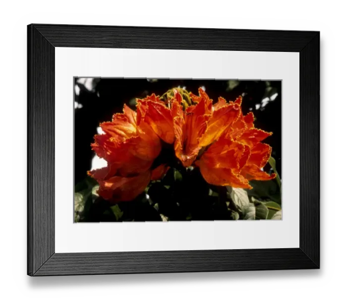 Framed Print : Kenya, Kitale. Flame tree blossom or African tulip tree (Spathodea campanulata) Framed Print : Kenya, Kitale. Flame tree blossom or African tulip tree (Spathodea campanulata)