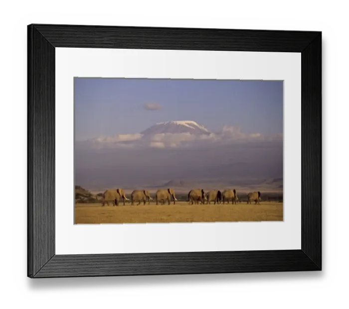 Framed Print : Kenya, Amboseli. Herd of African elephants (Loxodonta africana) with Mt Kilimanjaro